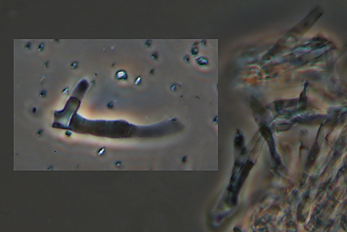 Una Crosta da studiare - foto 0423 (Phanerochaete sordida)